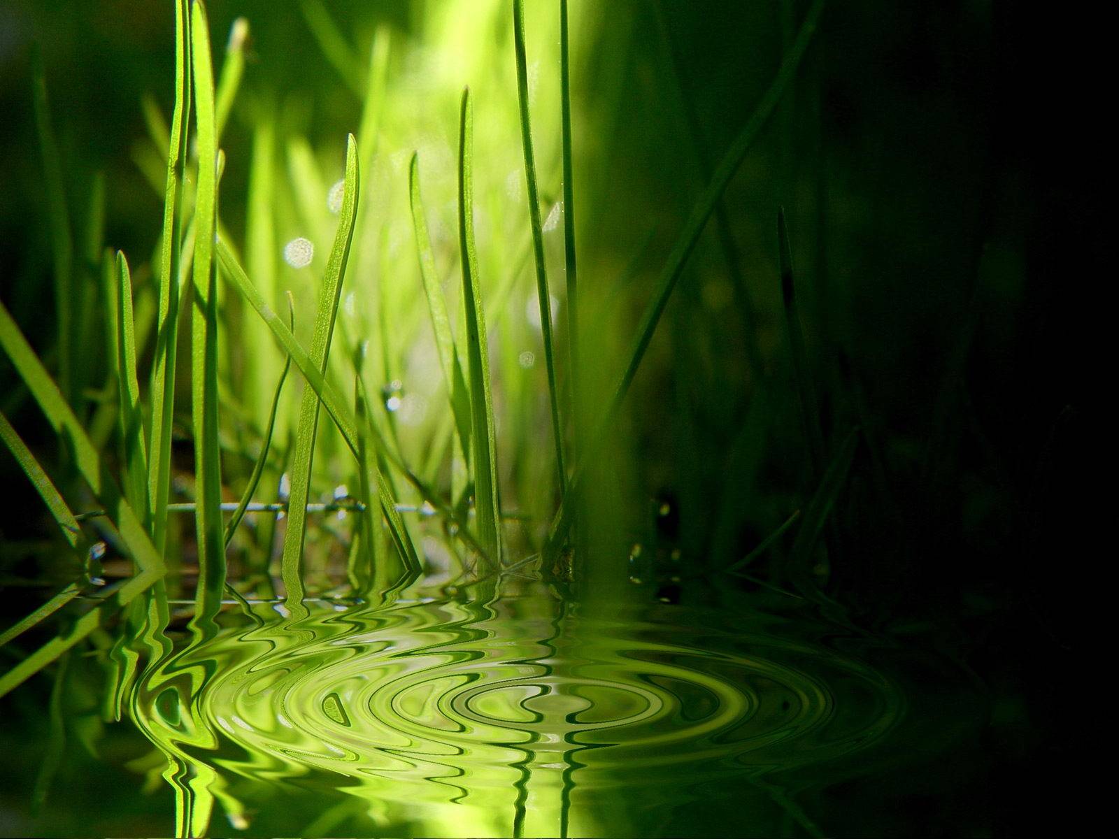 Grass Ripples