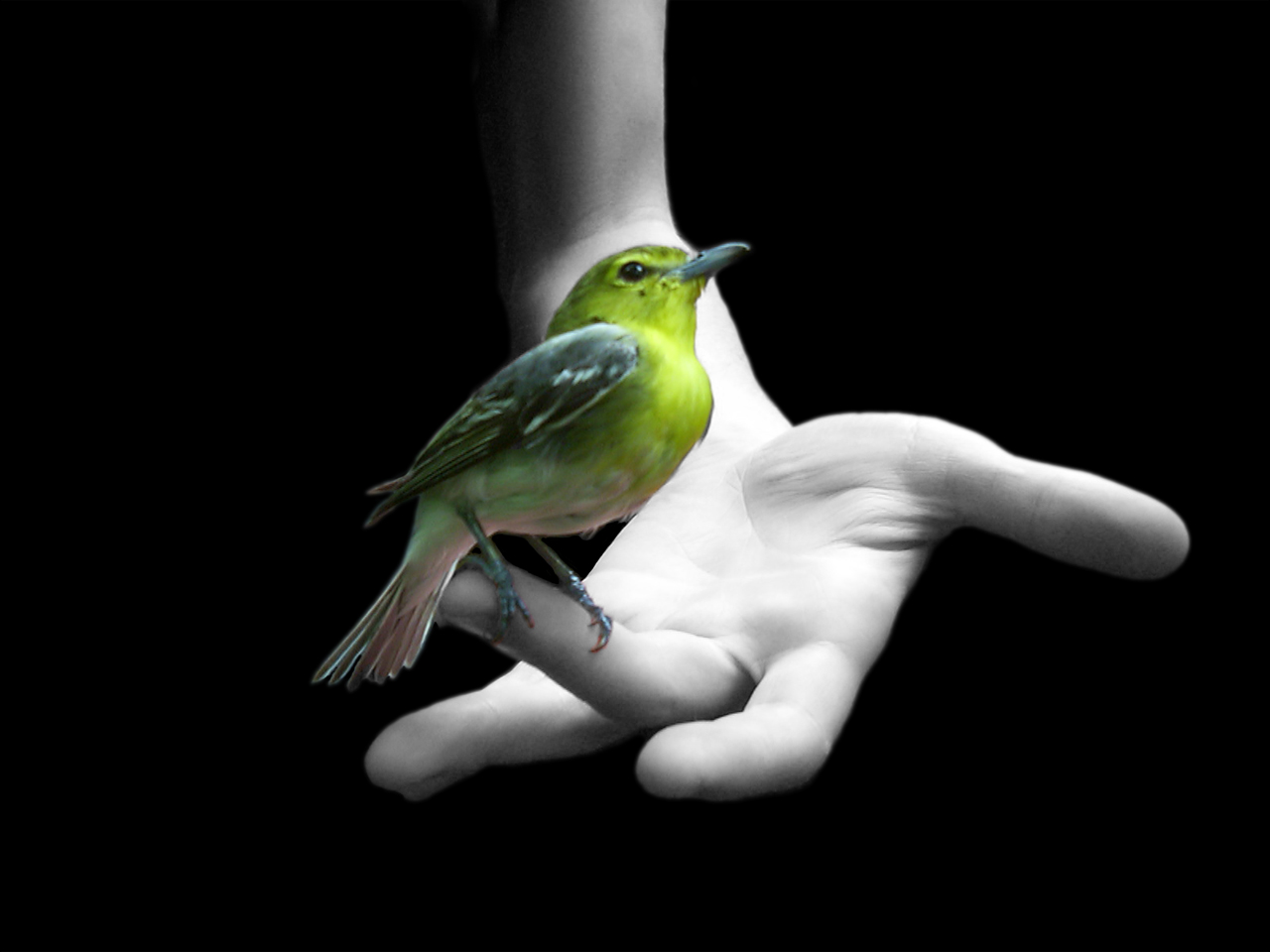 Bird On Hand