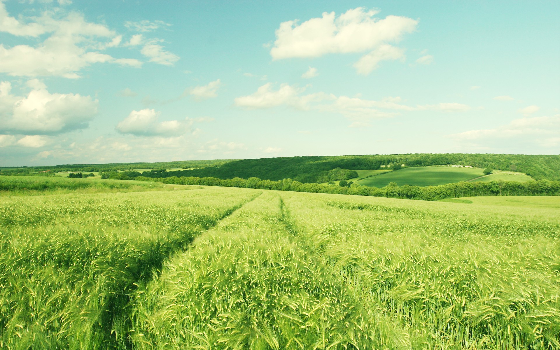 Beautiful Green Field