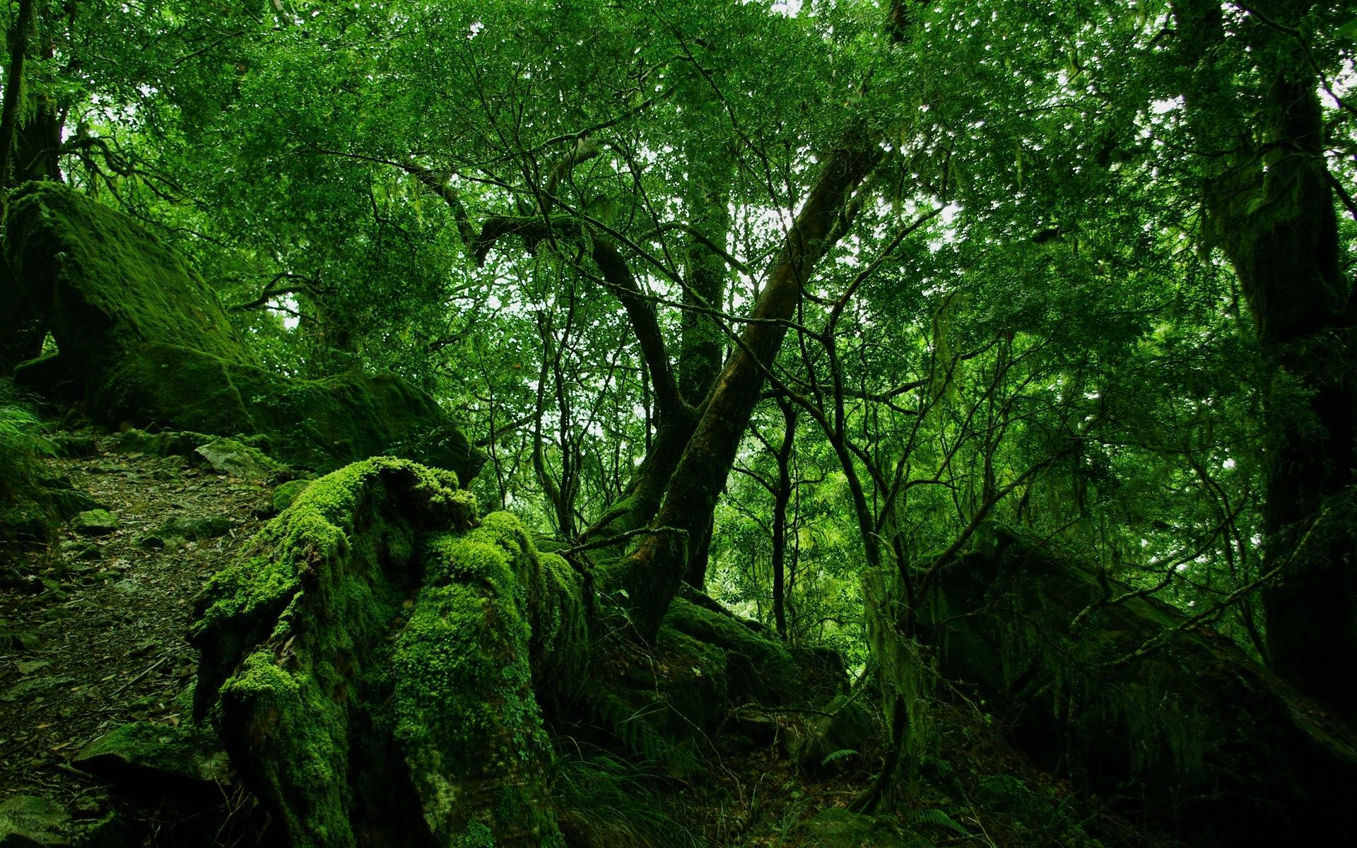 Green Forest