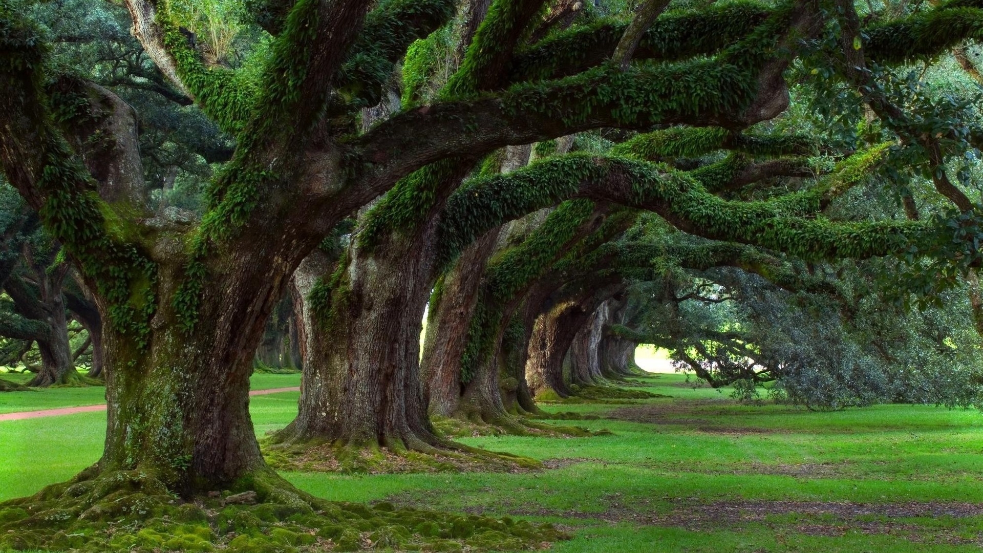 Old Trees