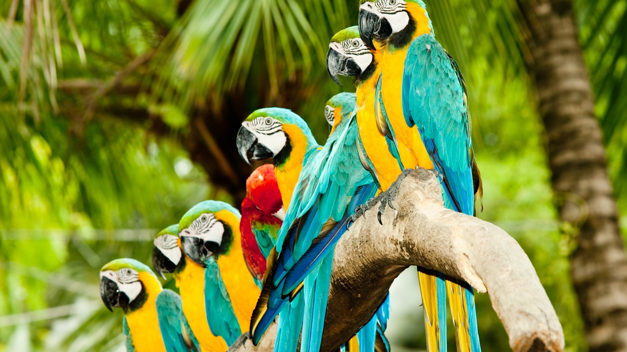 Parrots