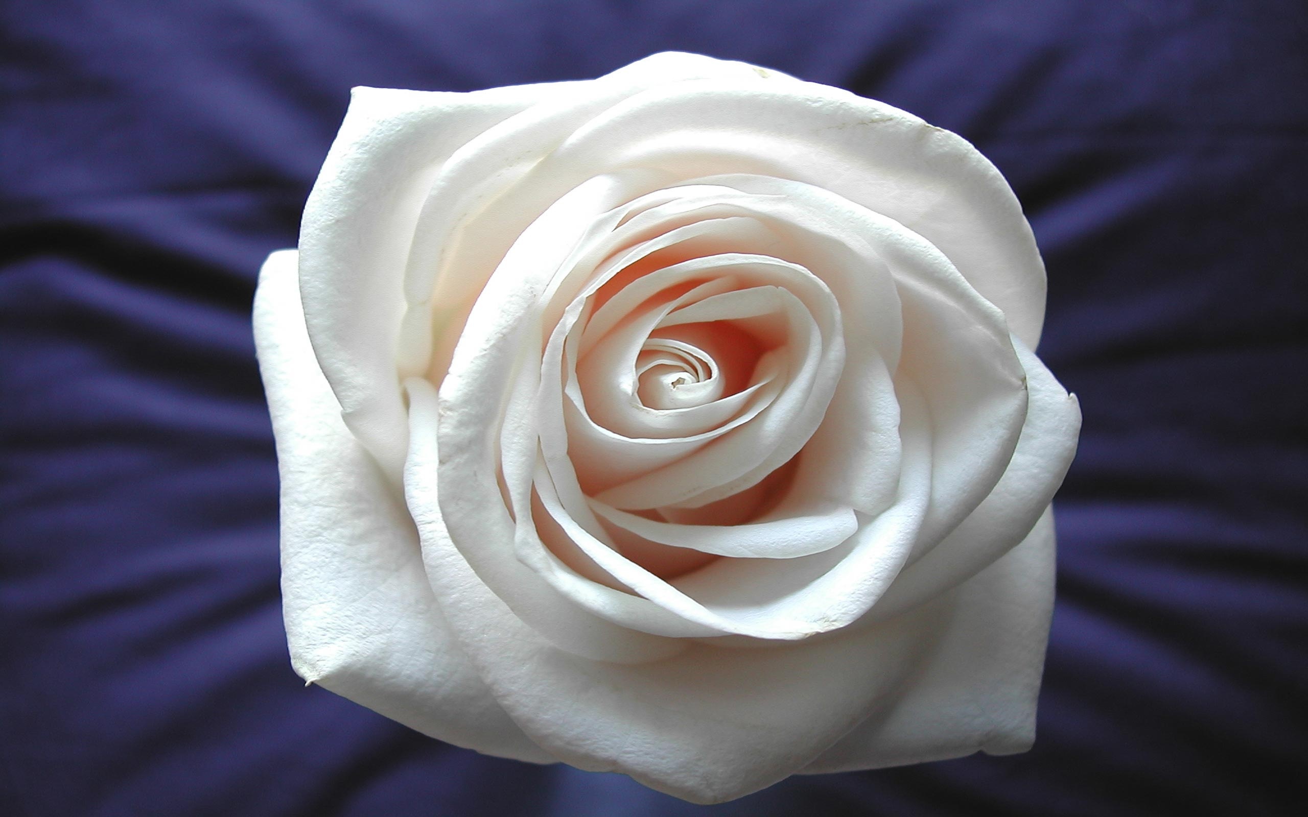 White Rose