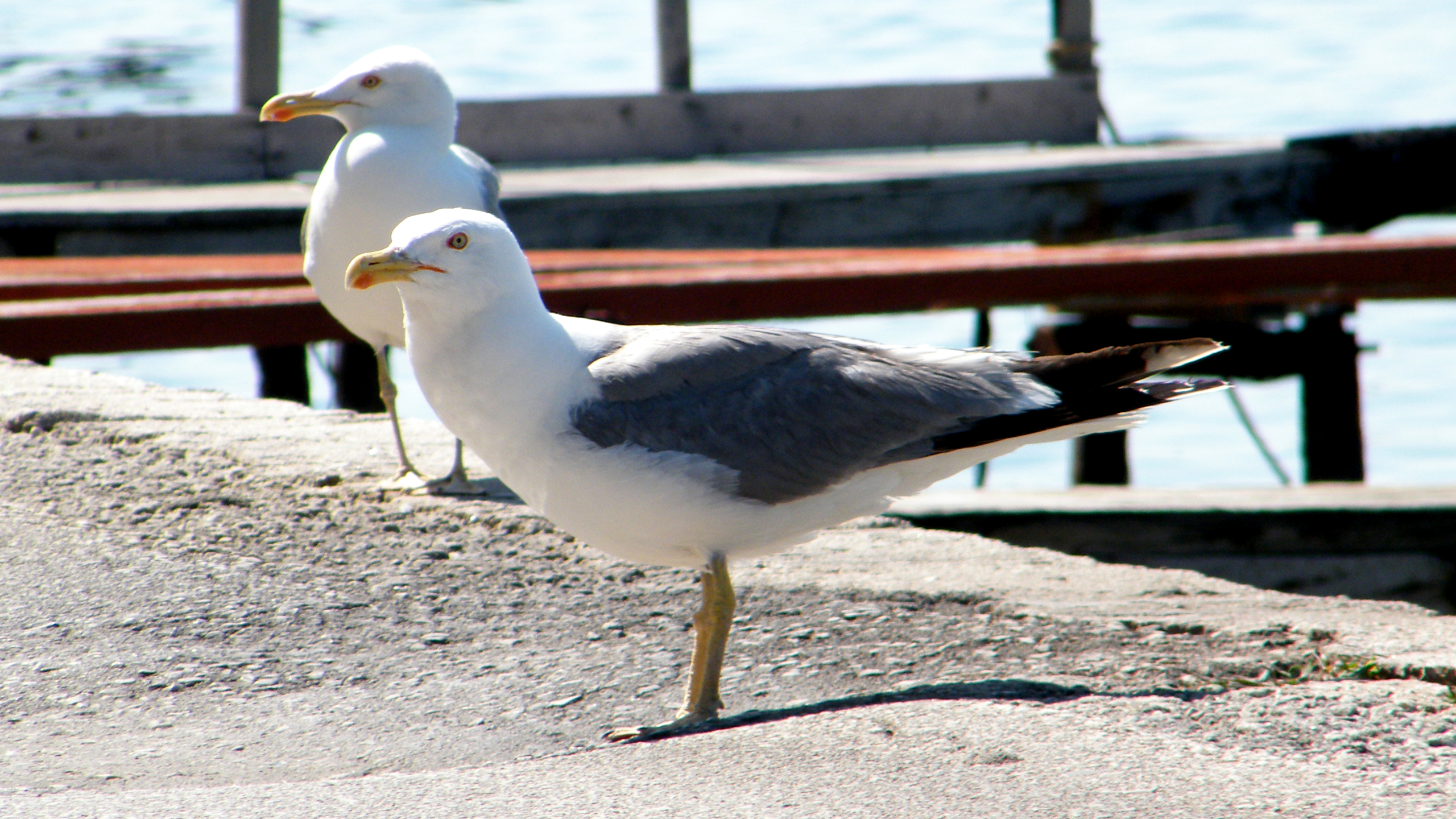 Seagulls