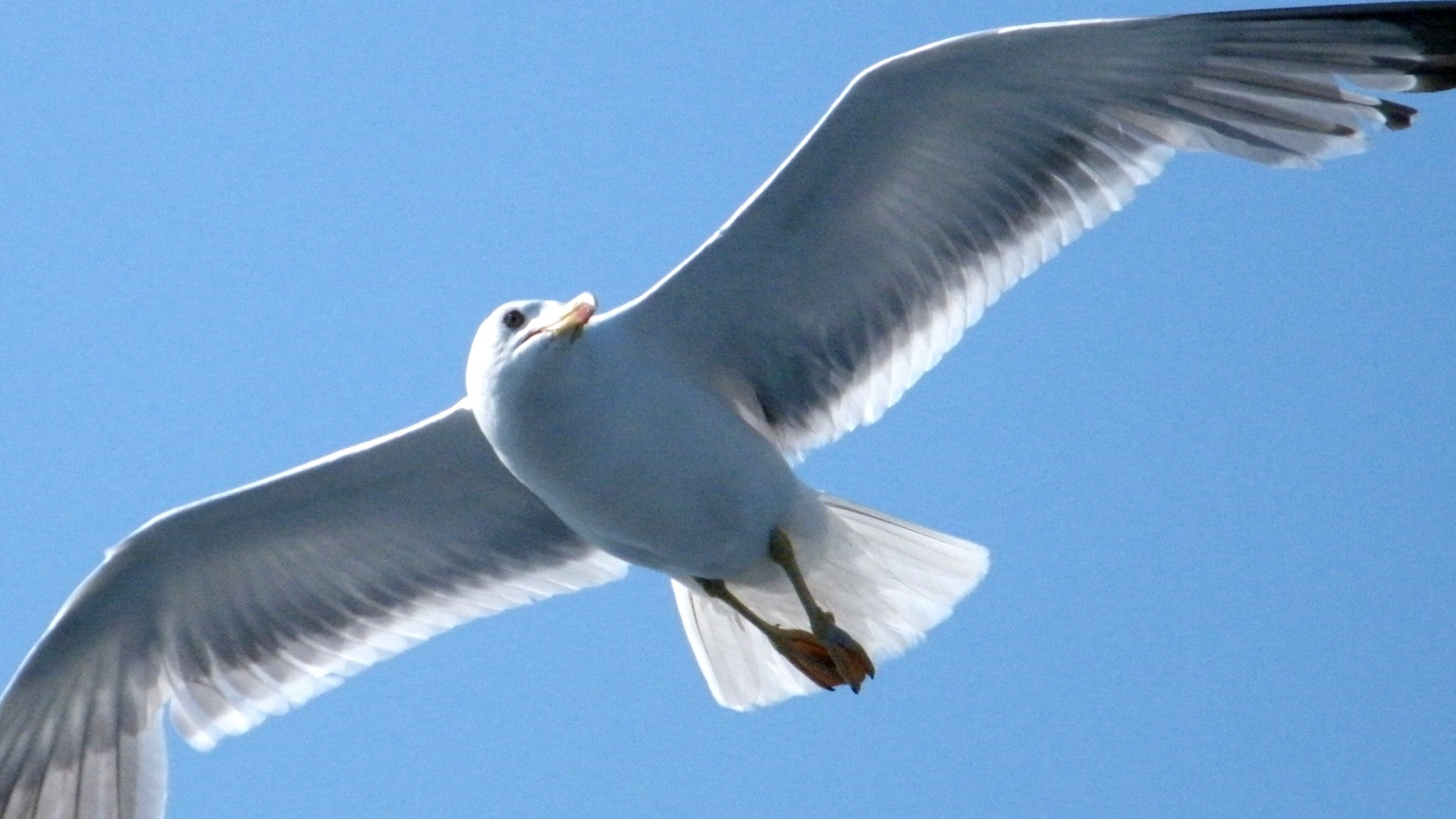 Seagull Flying