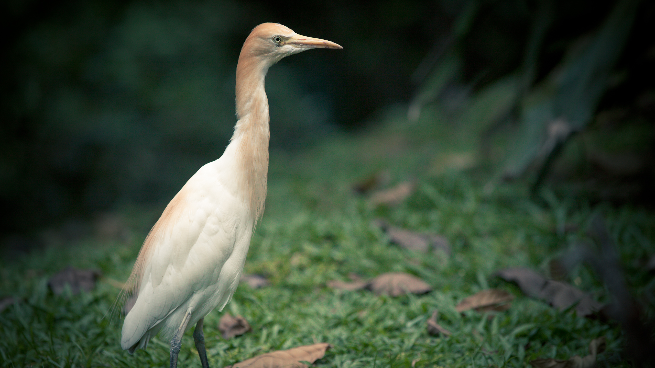 White Heron