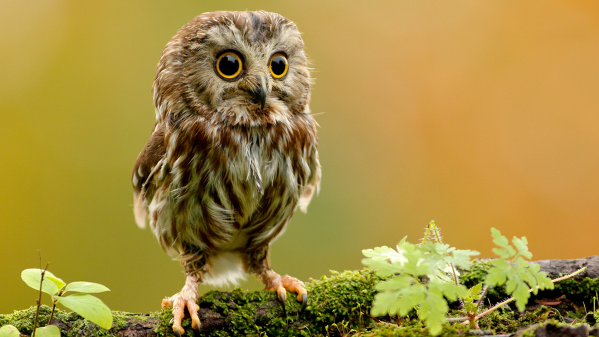 Nature Owls Inci