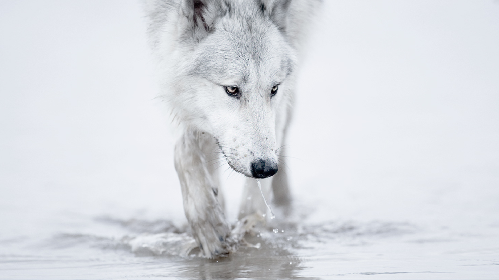 Winter Snow White Wolf Arctic