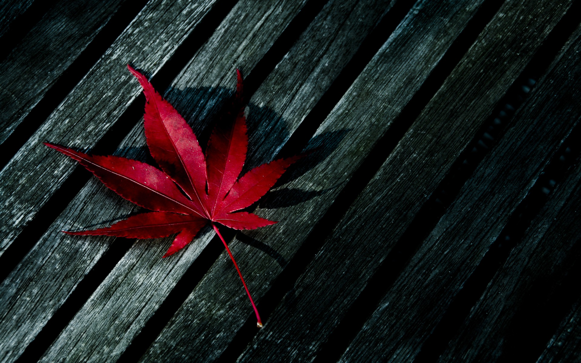 Red Leaves Wood