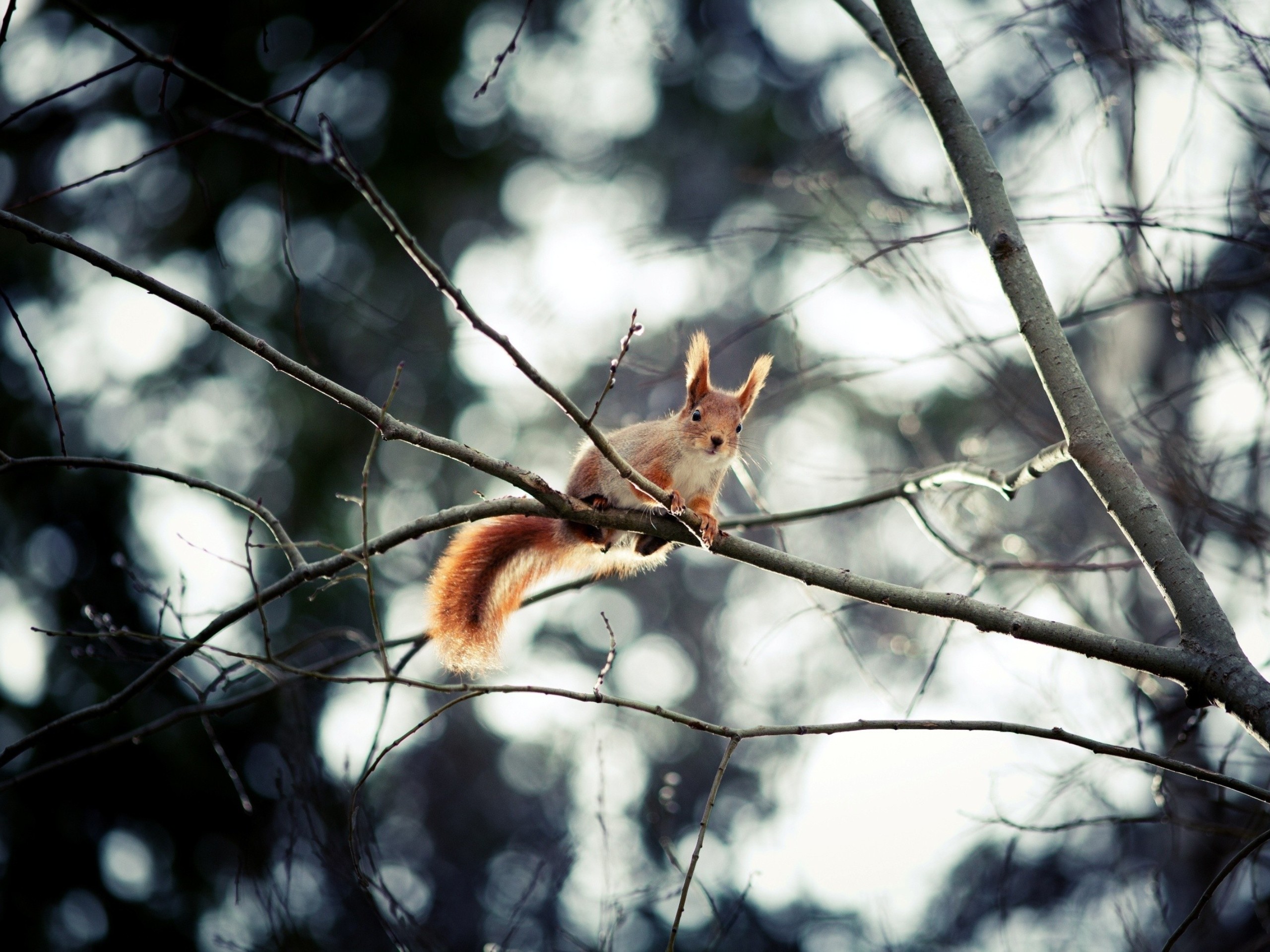 Trees Squirrels Depth Of Field