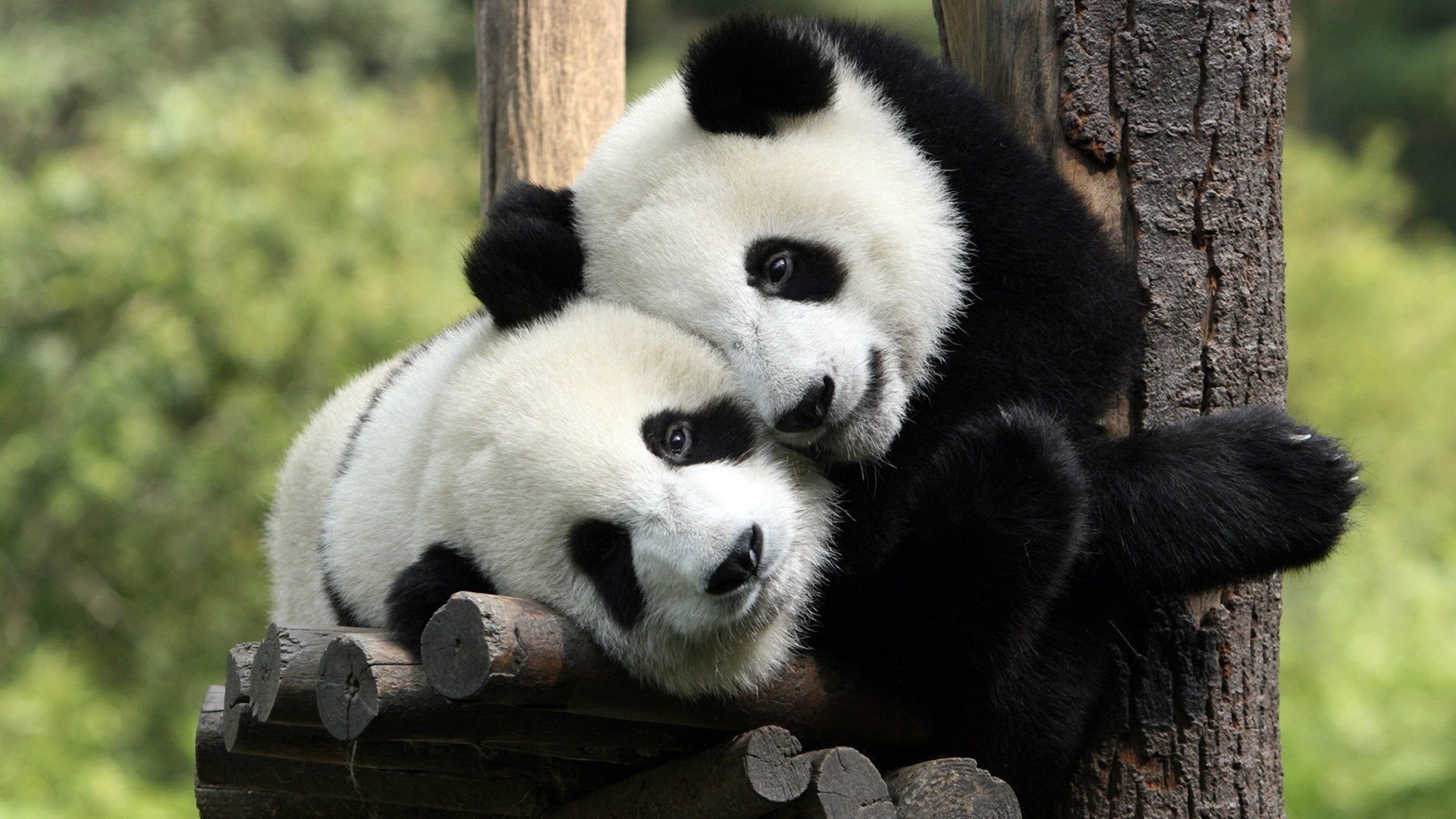 Pandas