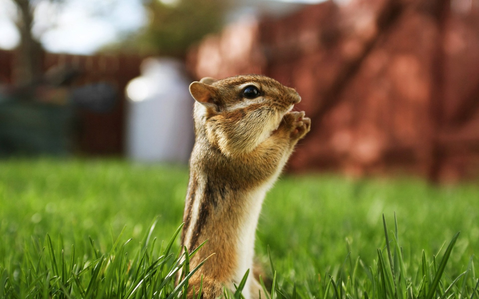 Chipmunks