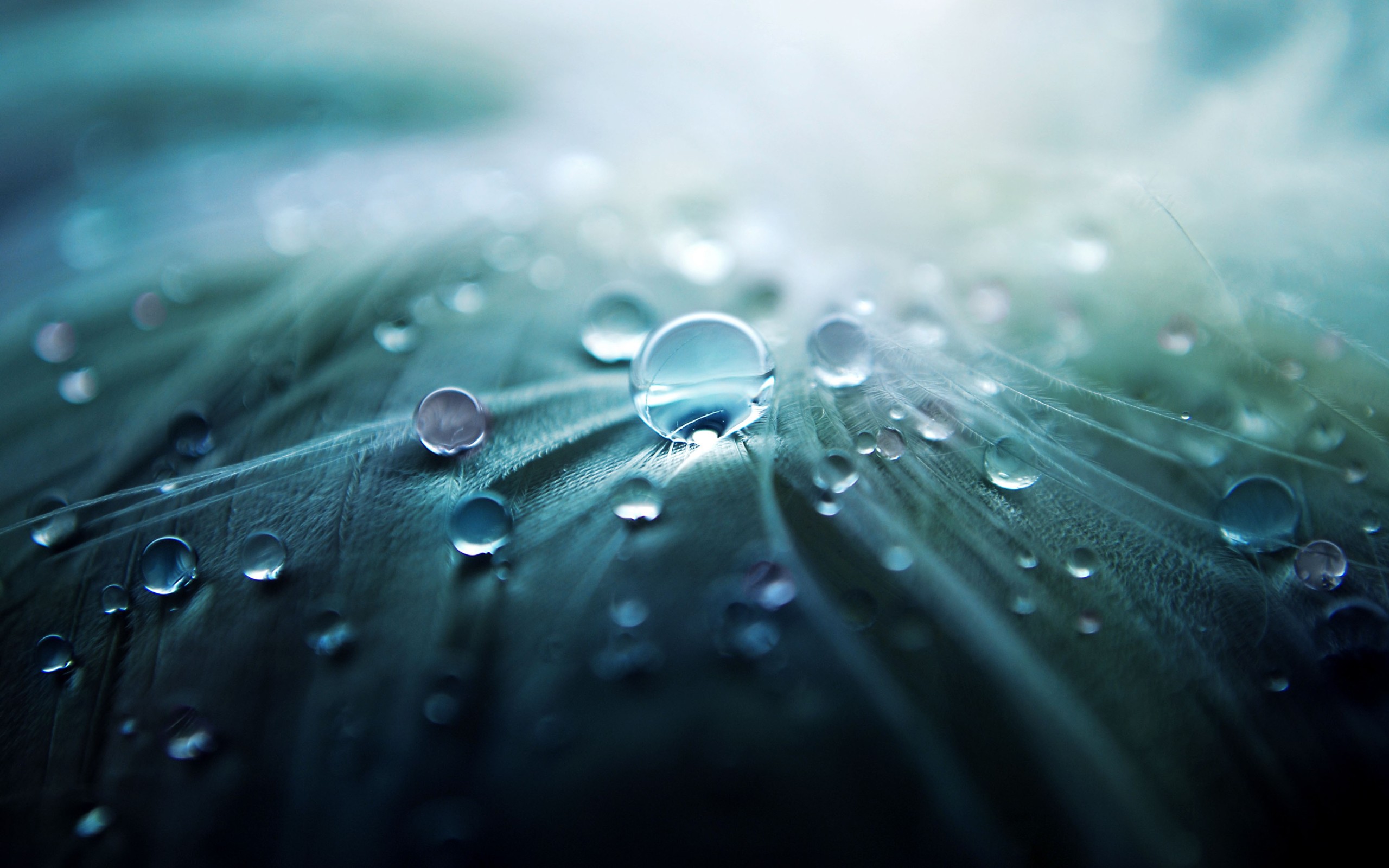 Water Leaves Drops Macro