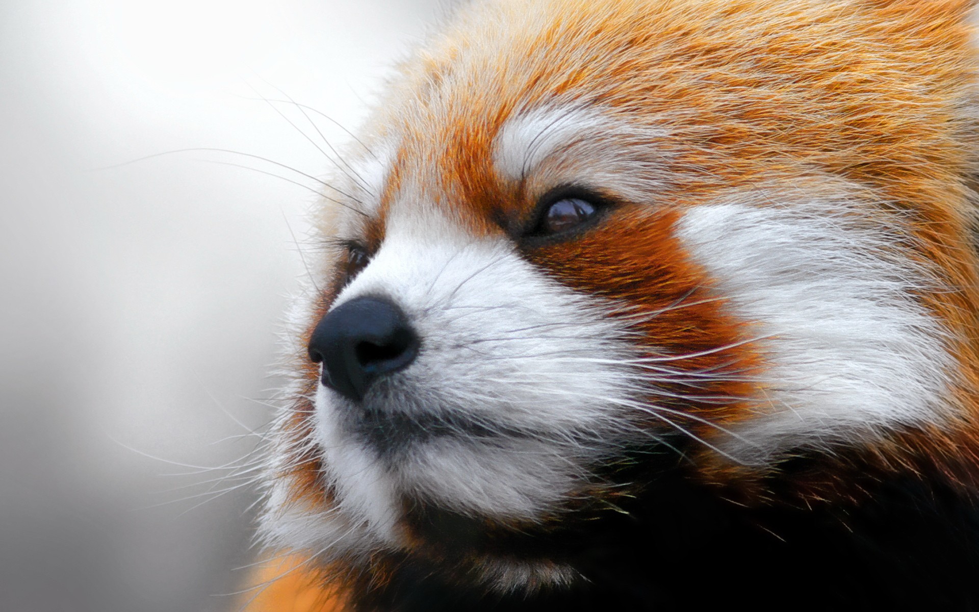 Red Panda