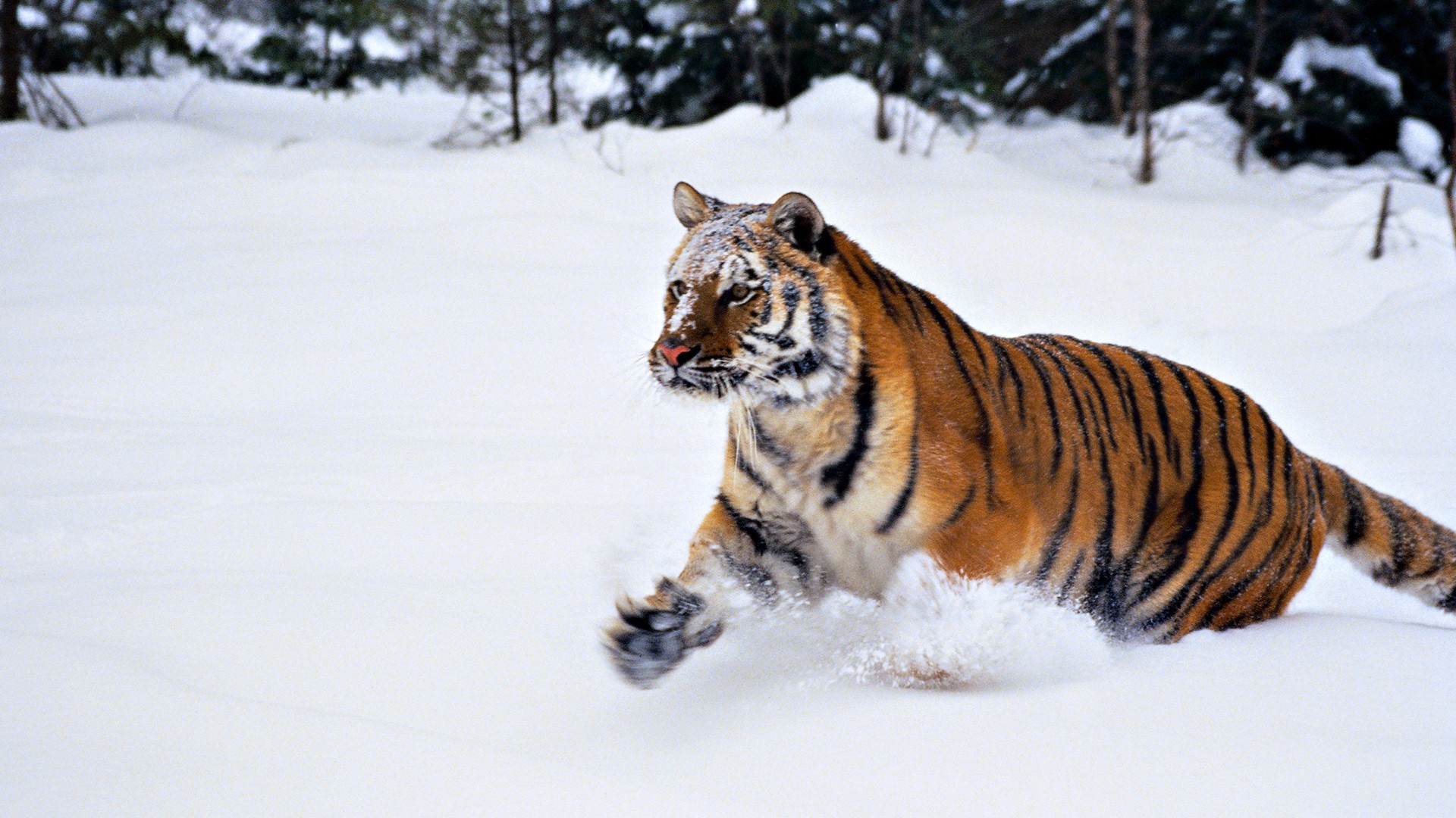 Tigre Des Neiges