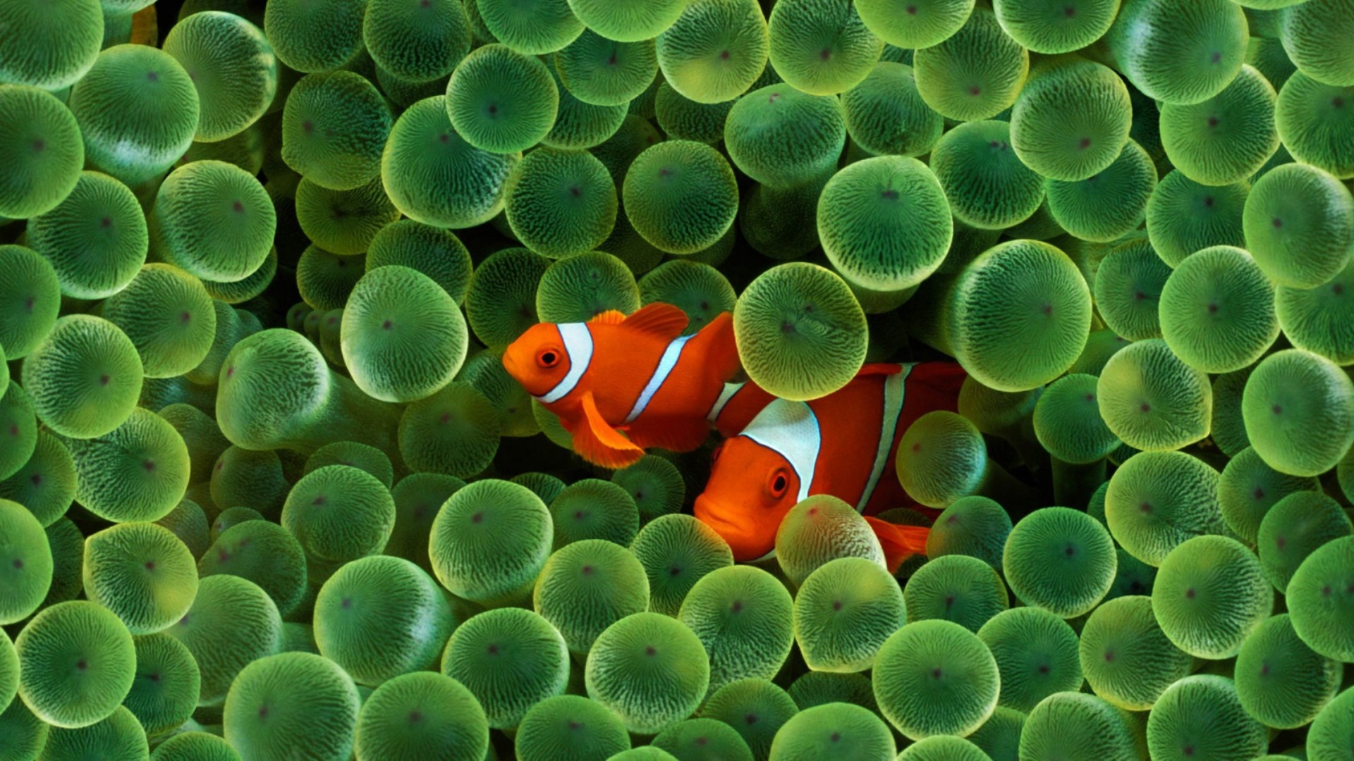 Clownfish