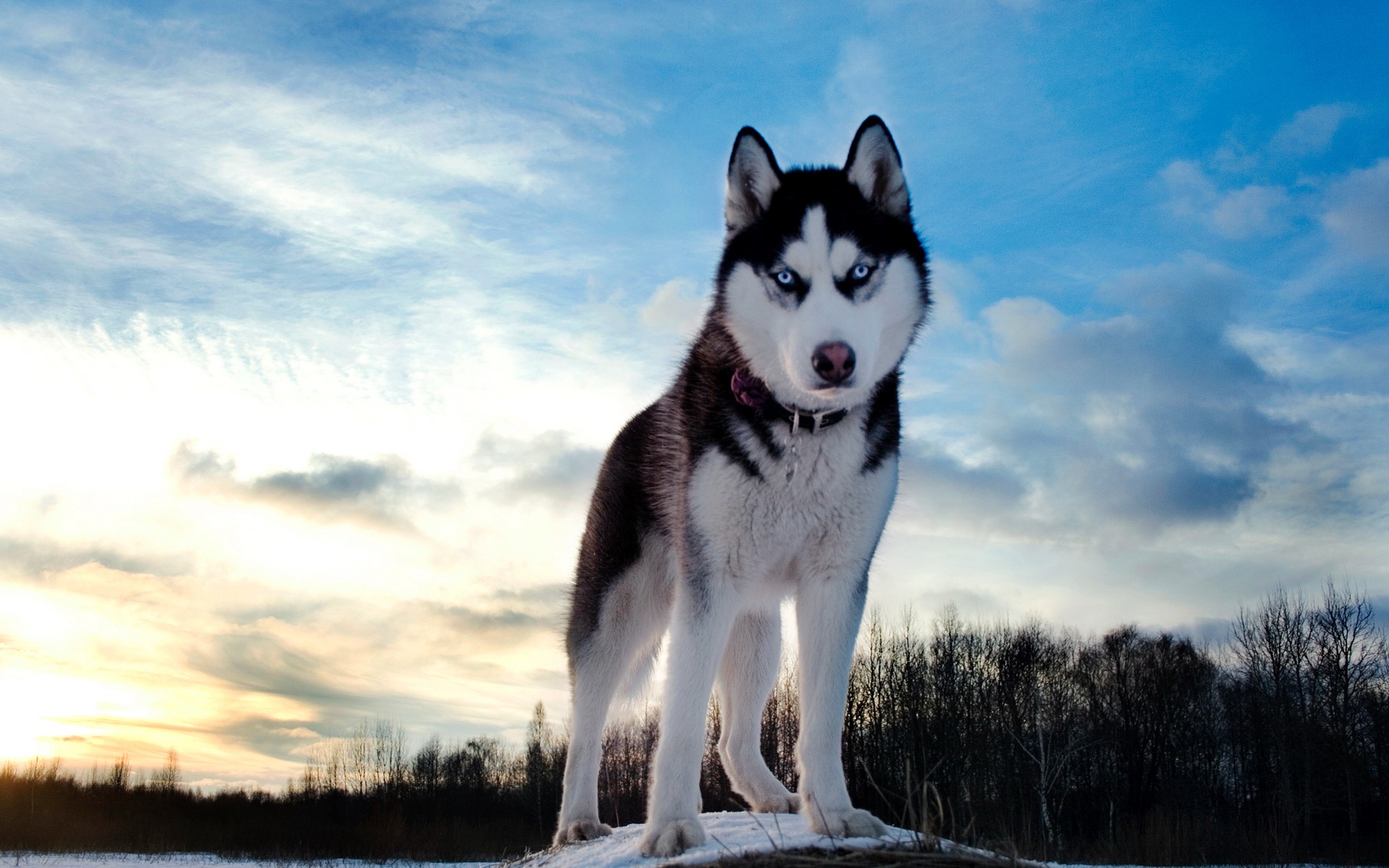 Husky