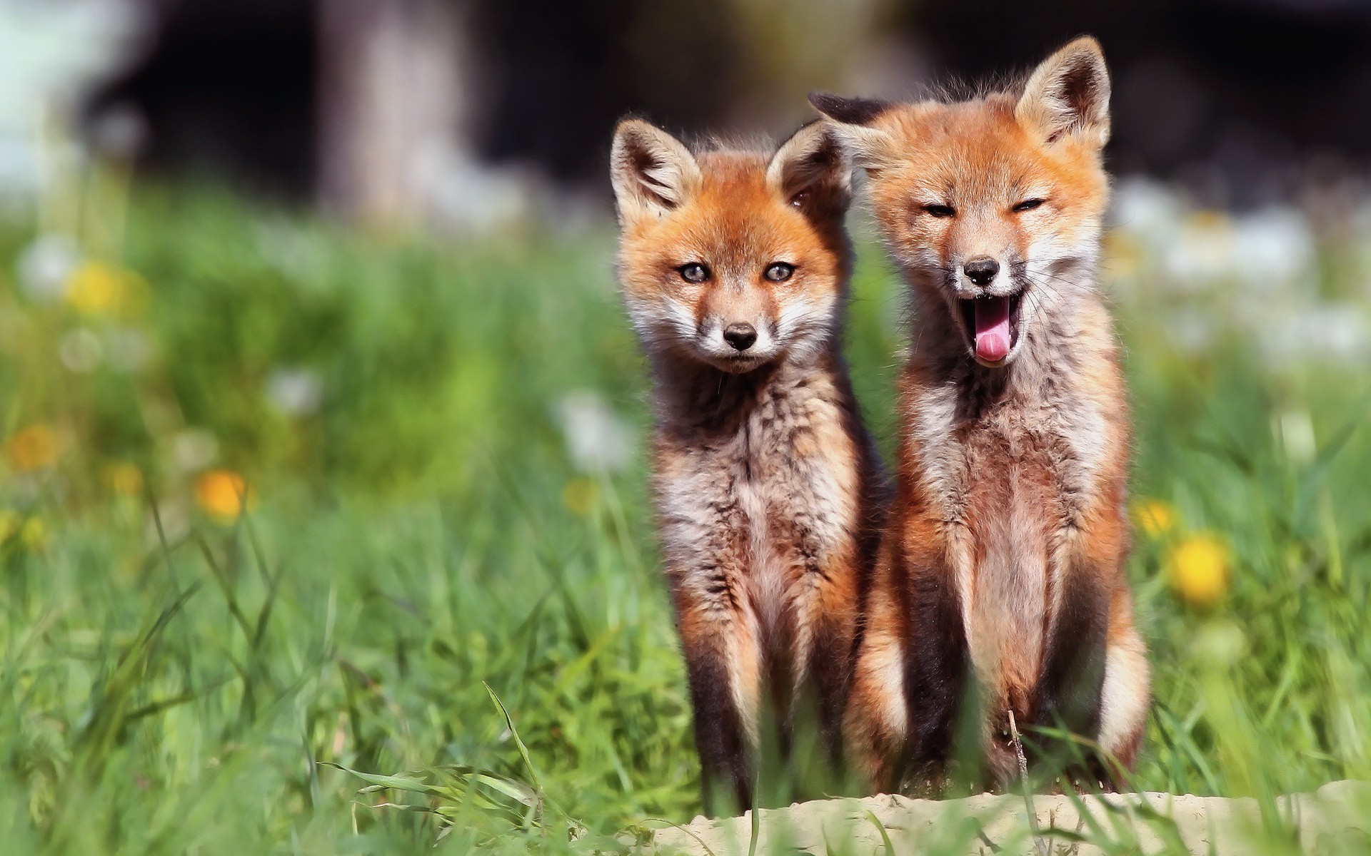 Baby Foxes