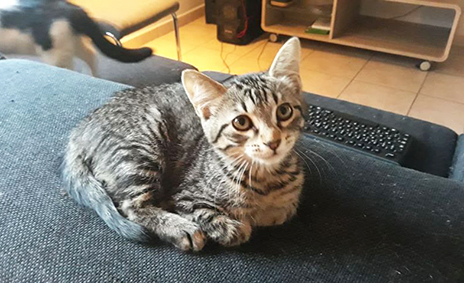Kat1- chaton femelle tigrée de 2 mois et demi- à l'adoption_adoptée Image.num1562924487.of.world-lolo.com