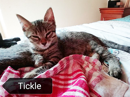 Tickle- chaton mâle tigré de 2 mois et demi-à l'adoption-adopté Image.num1565942056.of.world-lolo.com