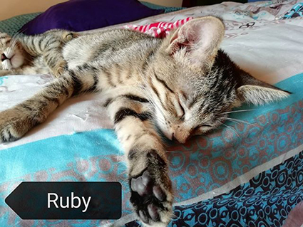 Ruby- chaton femelle tigrée de 2 mois et demi- à l'adoption-adoptée Image.num1565942325.of.world-lolo.com