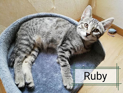 Ruby- chaton femelle tigrée de 2 mois et demi- à l'adoption-adoptée Image.num1566469662.of.world-lolo.com