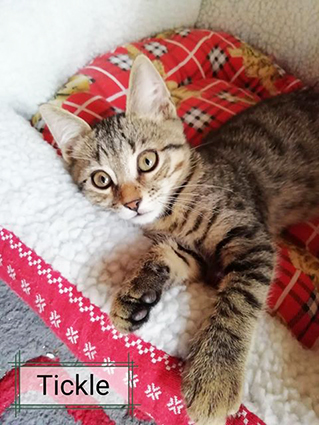 Tickle- chaton mâle tigré de 2 mois et demi-à l'adoption-adopté Image.num1566469785.of.world-lolo.com