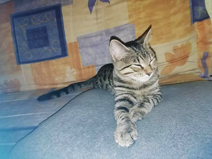 Tickle- chaton mâle tigré de 2 mois et demi-à l'adoption-adopté Image.num1569059582.of.world-lolo.com