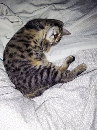 Ruby- chaton femelle tigrée de 2 mois et demi- à l'adoption-adoptée Image.num1569395795.of.world-lolo.com