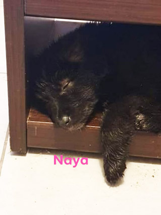 Naya-chiot femelle noire croisée berger de 2 mois et demi-à l'adoption-adoptée Image.num1577435653.of.world-lolo.com