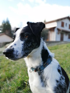Olga- jeune chienne de 6 mois croisée border- adoptée-parrainée Image.num1581586262.of.world-lolo.com