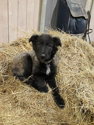 Naya-chiot femelle noire croisée berger de 2 mois et demi-à l'adoption-adoptée Image.num1583309340.of.world-lolo.com