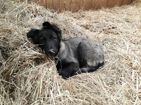 Naya-chiot femelle noire croisée berger de 2 mois et demi-à l'adoption-adoptée Image.num1591265738.of.world-lolo.com