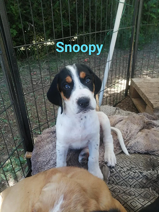 Snoopy renommé Rusty -chiot mâle tricolore de 2 mois- croisé braque/épagneul- adopté Image.num1594713129.of.world-lolo.com