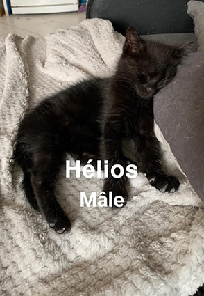 Hélios- chaton mâle noir de 3 mois- à l'adoption- adopté avec Charlie Image.num1596176617.of.world-lolo.com