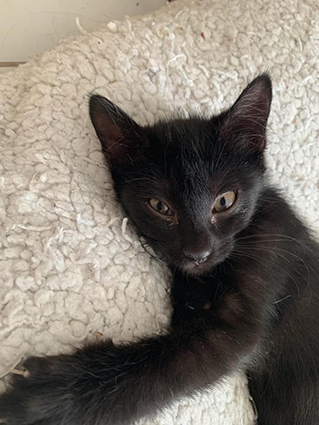 Hélios- chaton mâle noir de 3 mois- à l'adoption- adopté avec Charlie Image.num1598079259.of.world-lolo.com