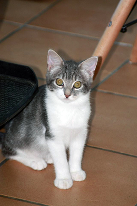 Toyota- chaton femelle grise et blanche de 2 mois- à l'adoption-adoptée avec Cupidon Image.num1598970949.of.world-lolo.com