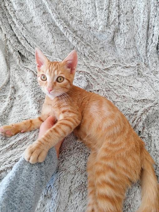 Roxy-chaton mâle roux de 3 mois- à l'adoption-adopté Image.num1599142197.of.world-lolo.com