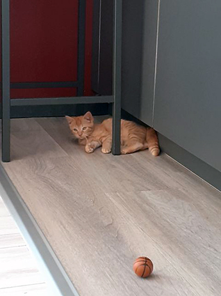 Roxy- chaton femelle tigrée rousse de 2 mois- à l'adoption-adoptée Image.num1599990179.of.world-lolo.com