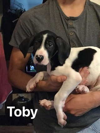 Toby- chiot mâle noir et blanc croisé beauceron de 2 mois- à l'adoption- adopté  Image.num1603353009.of.world-lolo.com