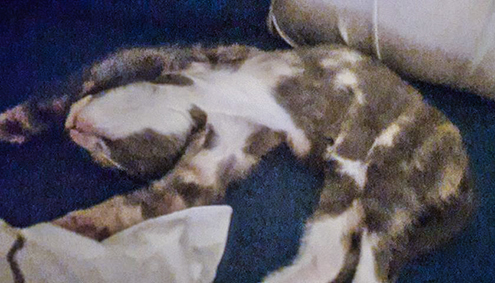 Roket renommée Céleste- chaton femelle grise et blanche de 2 mois- à l'adoption-adoptée  Image.num1604056724.of.world-lolo.com