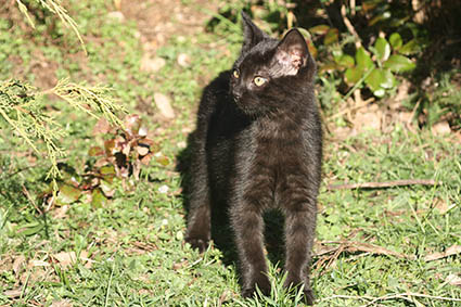 Satine- chaton femelle noire de 3 mois - adoptée Image.num1605775357.of.world-lolo.com