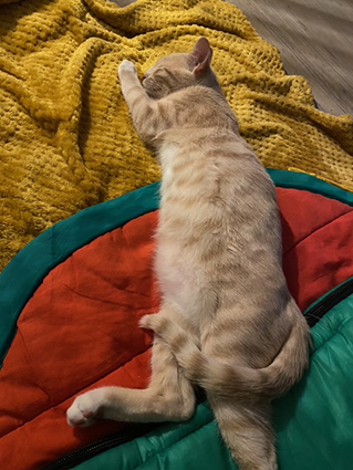 Ritournelle- chaton femelle crème tigrée et blanche de 2 mois- à l'adoption-adoptée Image.num1608544284.of.world-lolo.com