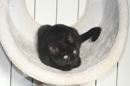 Satine- chaton femelle noire de 3 mois - adoptée Image.num1609747944.of.world-lolo.com