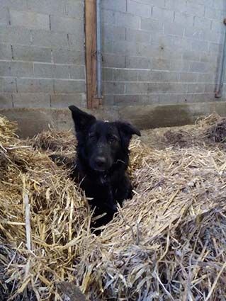 Naya-chiot femelle noire croisée berger de 2 mois et demi-à l'adoption-adoptée Image.num1611042649.of.world-lolo.com