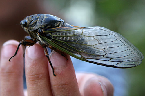 Insecto que hace ruido en verano