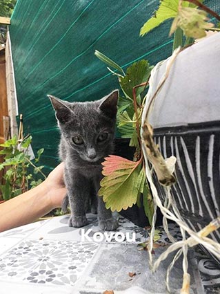 Kovou- chaton mâle gris de 3 mois- à l'adoption Image.num1625727404.of.world-lolo.com