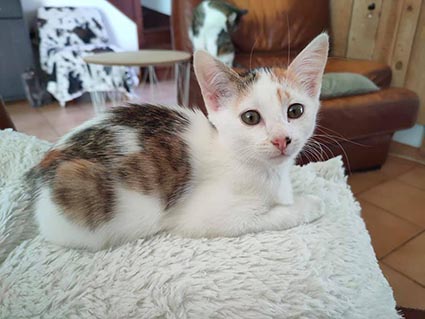 Doris- chaton femelle tricolore de 3 mois- à l'adoption-adoptée Image.num1625728617.of.world-lolo.com