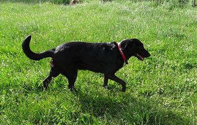 Patti- chienne noire croisée labrador de 3 ans- à l'adoption Image.num1626847361.of.world-lolo.com
