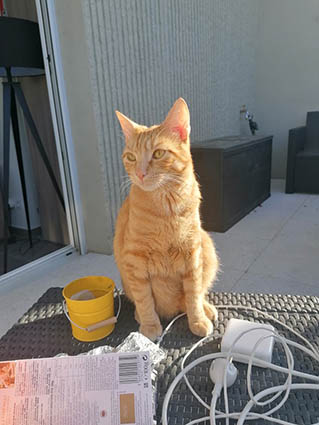 Roxy-chaton mâle roux de 3 mois- à l'adoption-adopté Image.num1628321911.of.world-lolo.com